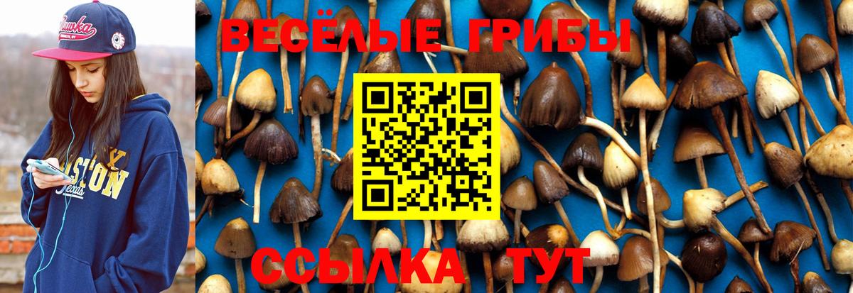 Мценск  Псилоцибиновые грибы GOLDEN TEACHER  Вход с VPN 